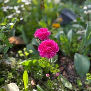 Meet your Posher, Lexa